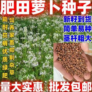 肥田萝卜种子四季包邮论斤销售抑制杂草乱生耐贫瘠除草青饲料绿作
