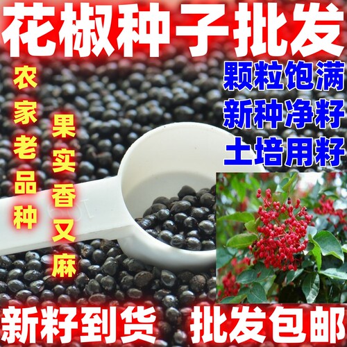 当季新籽花椒籽食用种植花椒种子散装育苗田园家庭种植香味浓郁籽