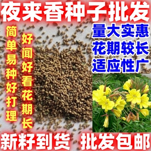 夜来香种子四季播种易活花种子大花好种籽种子驱蚊虫植物花卉种子