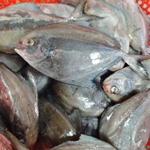 新鲜现捕捞乌鲳鱼 肉鲳鱼 肉厚没刺大号(一斤称3条左右)6斤