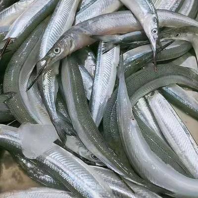 新鲜针良鱼清凉鱼无刺红烧香煎顺风包邮