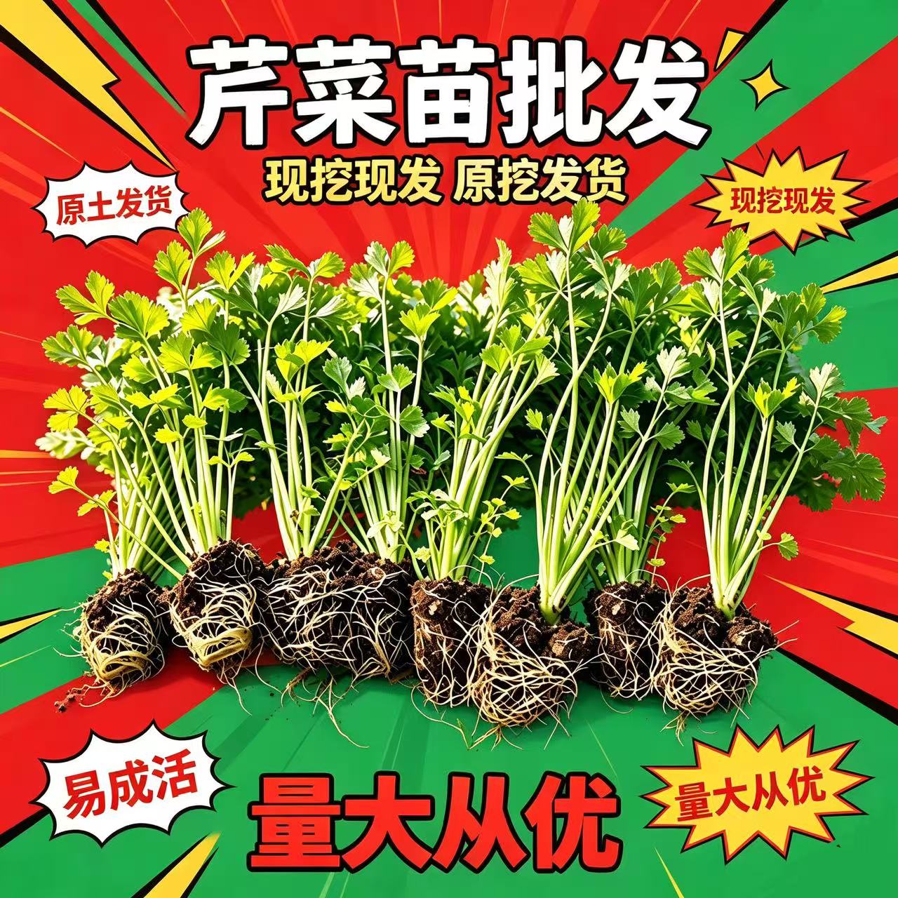 山东浓香土芹菜秧苗种子带土味浓脆嫩西芹根芹红香芹春秋四季盆栽