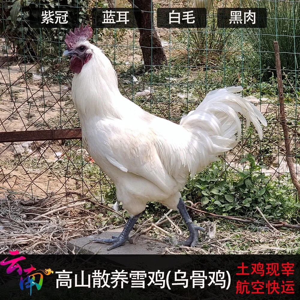 正宗乌骨鸡土鸡散养云南高寒山区雪鸡净重1500g现杀空运 公跑山鸡