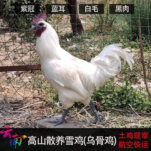 正宗乌骨鸡土鸡散养云南高寒山区雪鸡净重1500g现杀空运 公跑山鸡