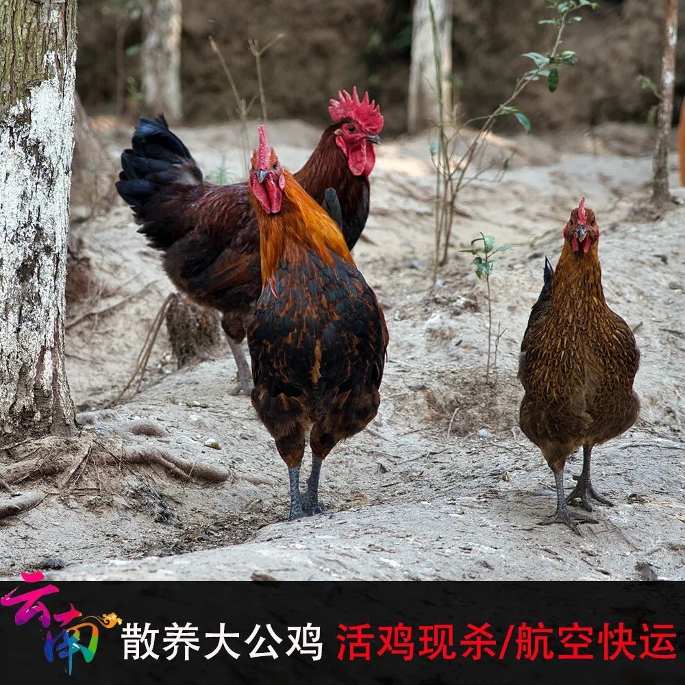 云南土公鸡2kg农家散养 纯粮喂养现杀空运走地鸡跑山鸡笨公鸡正宗