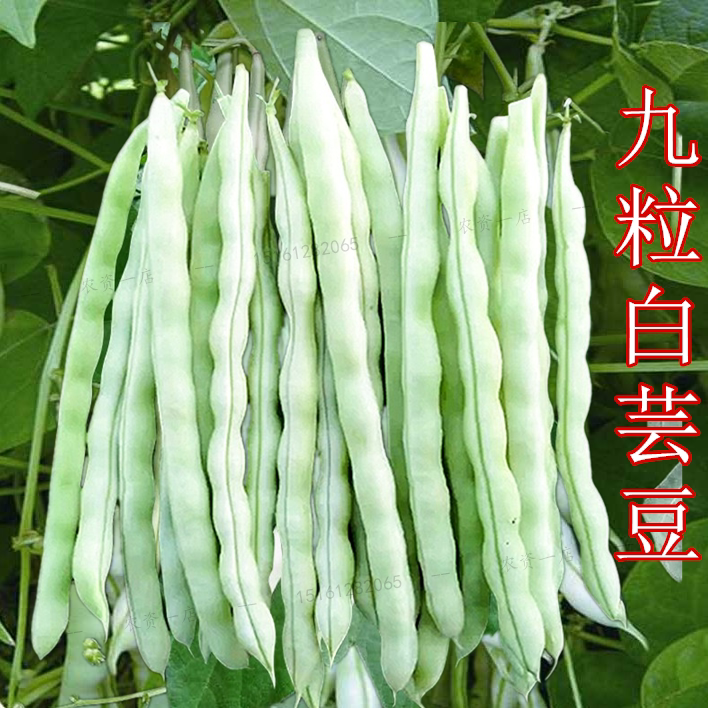 特嫩九粒白芸豆架豆种子白不老来少无筋架豆王地豆种子春播蔬菜孑