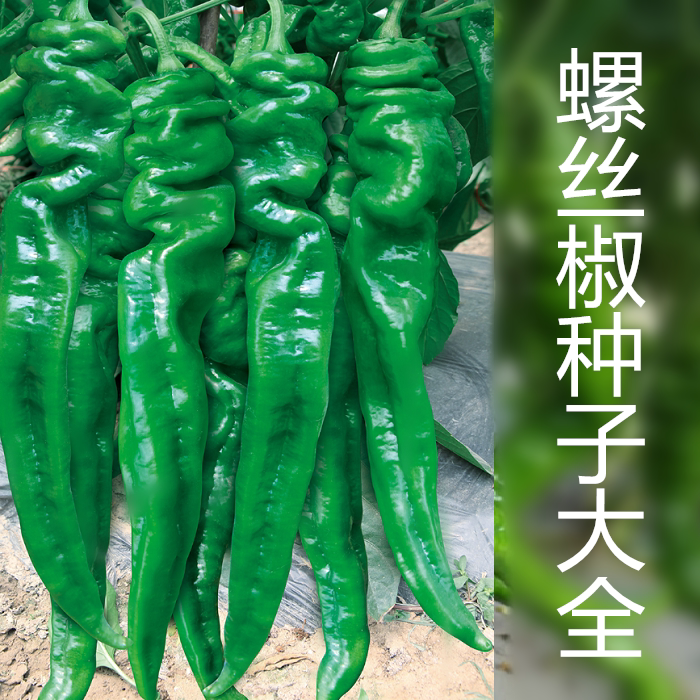 螺丝辣椒种子大全南螺2号苏润螺丝王早熟大果皱皮椒特大陇椒种子