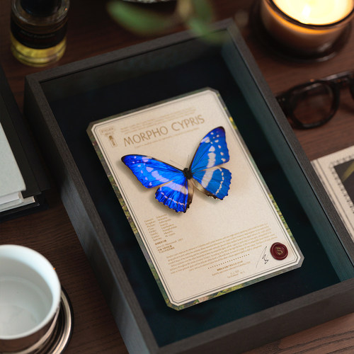 蝴蝶标本塞浦路斯闪蝶蓝色蝴蝶