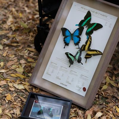 爱神凤蝶原创设计法式装饰画