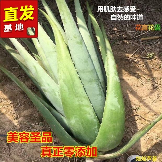 美容库拉索大芦荟植物鲜汁洗浴灌肤面膜美白补水祛疤盆栽食用