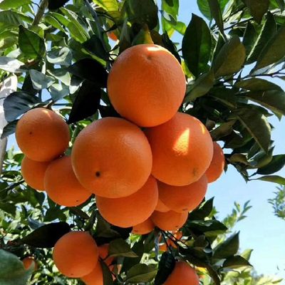 皮薄！汁多！超甜！回购率99%！