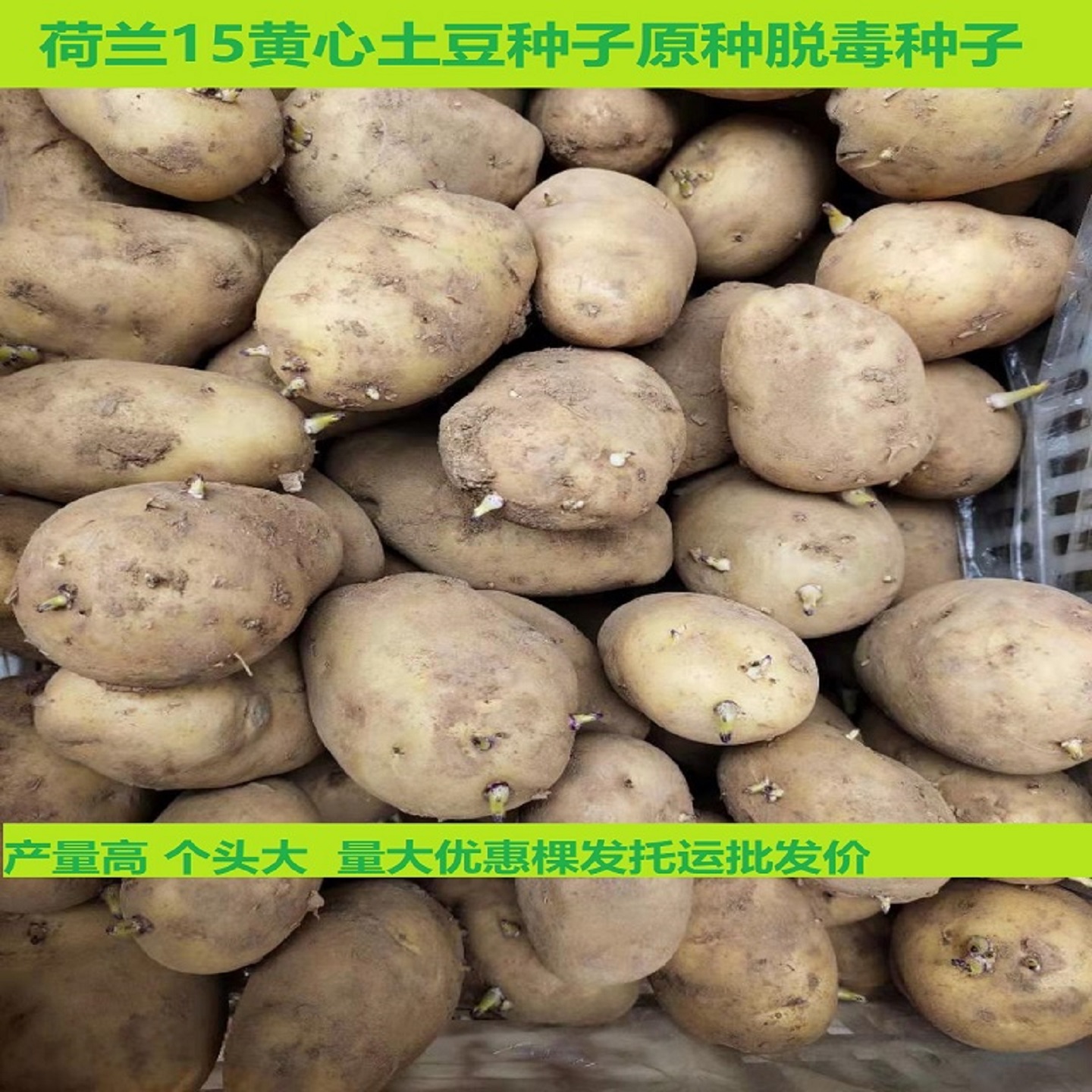 高产荷兰15黄心土豆种子脱毒原种马铃薯种子V7品种带芽土豆种秋季