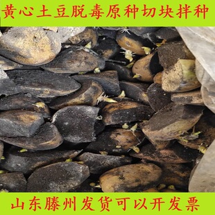 高产山东荷兰黄心土豆种子黄皮大土豆脱毒原种洋芋种子春秋季 种子