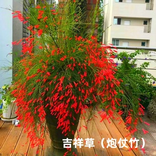 喜庆植物吉祥草垂挂盆栽植物炮仗竹鞭炮竹花苗红鞭炮花多年生草本