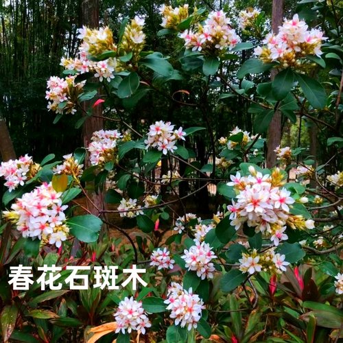 石斑木木本植物室外春季