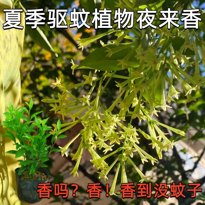 驱蚊植物夜来香花苗庭院阳台盆栽芳香花卉夜兰香夜香花当年开花