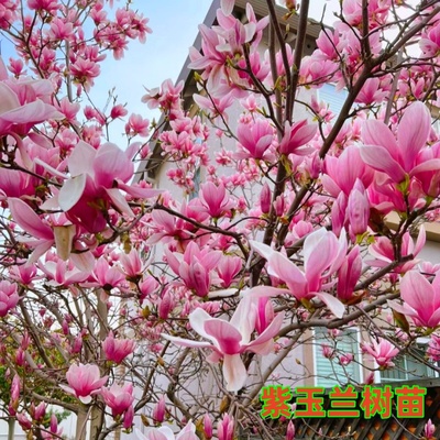 嫁接耐寒紫玉兰树苗 红花玉兰苗 春季开花木兰花 二乔玉兰花