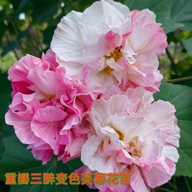 醉芙蓉绿化树苗当年开花阳台盆栽