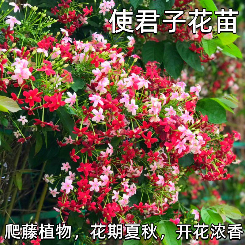 爬藤使君子 开花浓香 花期夏秋 庭院阳台盆栽地栽 五彩四君子花
