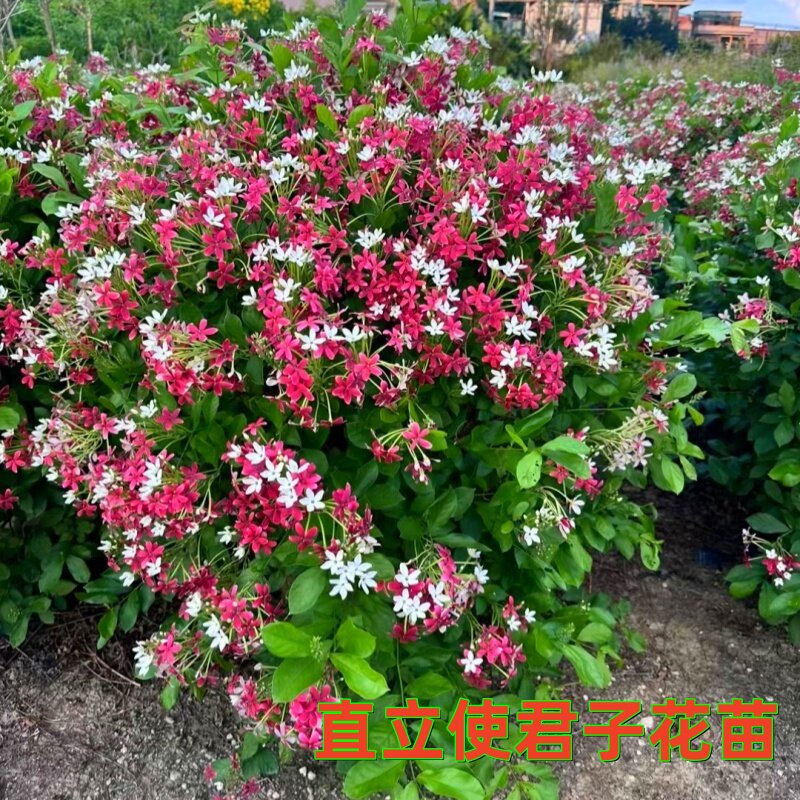 使君子植物 直立使君子花苗 当年开花 花开芳香 四君子  水君子花