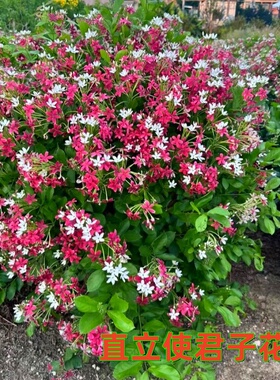 使君子植物 直立使君子花苗 当年开花 花开芳香 四君子  水君子花