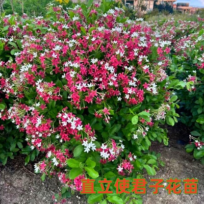 使君子植物直立花苗当年开花
