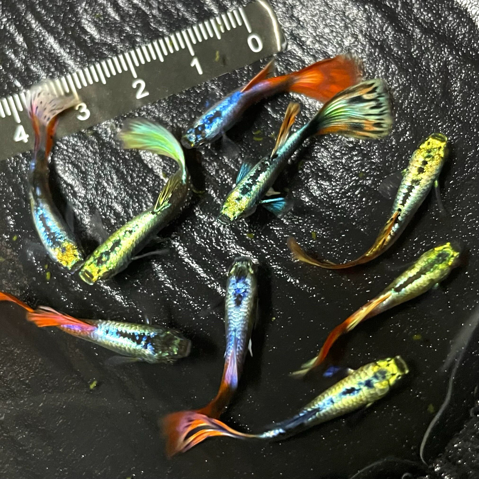 鱼游出品鎏金蝴蝶观背孔雀好养易活小型淡水冷水下崽狂魔鱼好养活