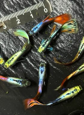 鱼游出品鎏金蝴蝶观背孔雀好养易活小型淡水冷水下崽狂魔鱼好养活