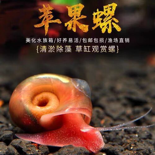 全红苹果螺观赏螺大号除藻螺黄金螺狗头鱼观赏龟活体饲料清洁包邮