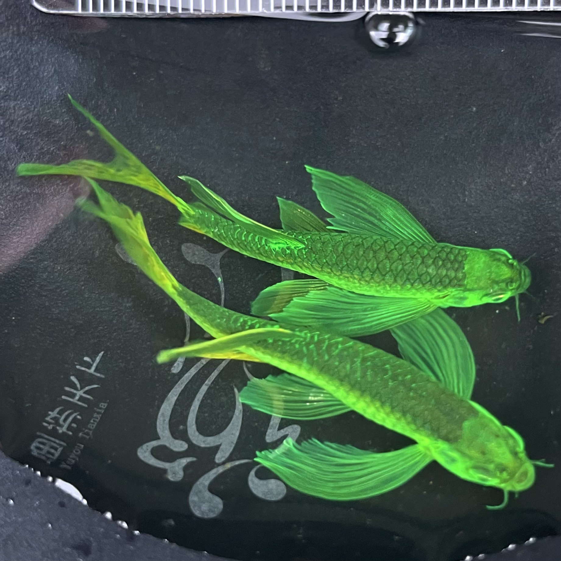 鱼游豹纹蝶翼斑马活体小型鱼苗观鱼