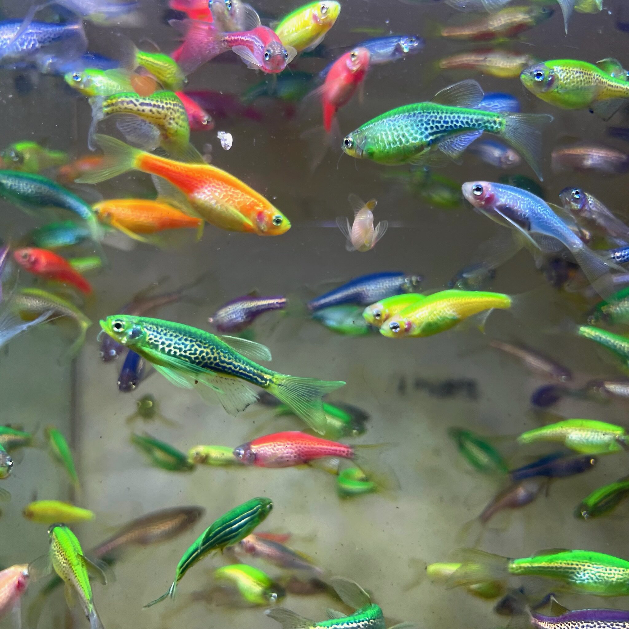 鱼游豹纹蝶翼斑马鱼好养易活小型热带淡水鱼糖果彩虹鱼混色随机发