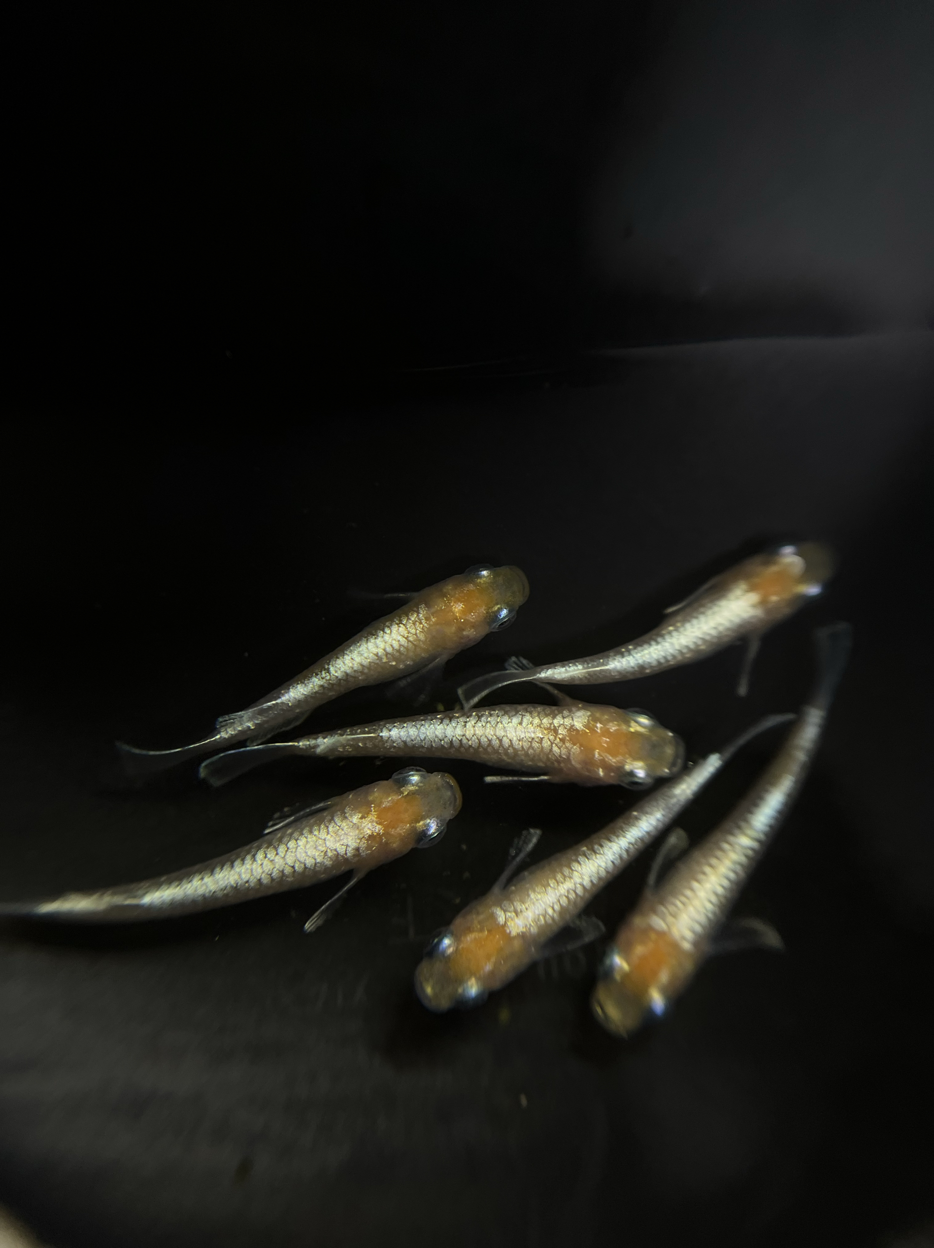 观赏鱼鳞光红白小型淡水观背青鳉锦鳉下崽狂魔鱼冷水原生稻田鱼