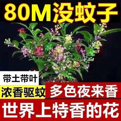 驱蚊虫植物盆栽夜来香花卉树苗九里香室内外阳台四季驱蚊好养易活