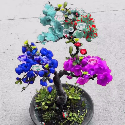 海棠花盆栽树苗盆景重瓣老桩庭院绿植物室内四季花卉开花好养