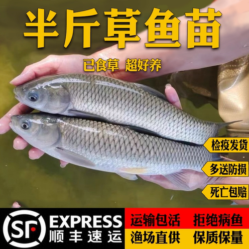 草鱼鱼苗特大号半斤鲜活大草鱼苗淡水养殖鲩鱼批发食用活体小草鱼