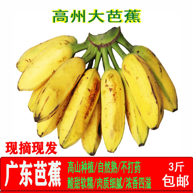 广东高州大芭蕉芭蕉心芭蕉花香蕉粉蕉野生大芭蕉应季新鲜水果