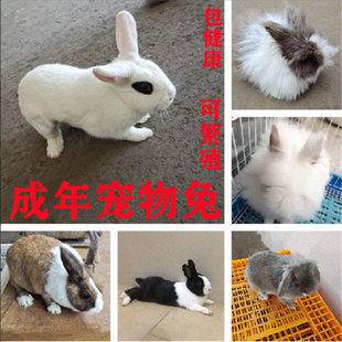 宠物兔活体垂耳侏儒宠物养殖幼兔道奇兔健康可繁殖成年兔包邮包活
