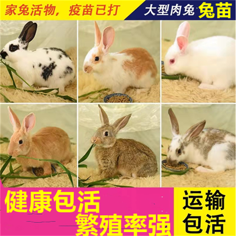 优质兔苗新西兰比利时花巨兔小兔幼崽兔宝宝小兔子幼兔大体肉兔苗