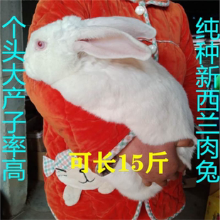 大型肉兔活体成年种兔大兔子比利时新西兰大体肉兔健康可繁殖包邮