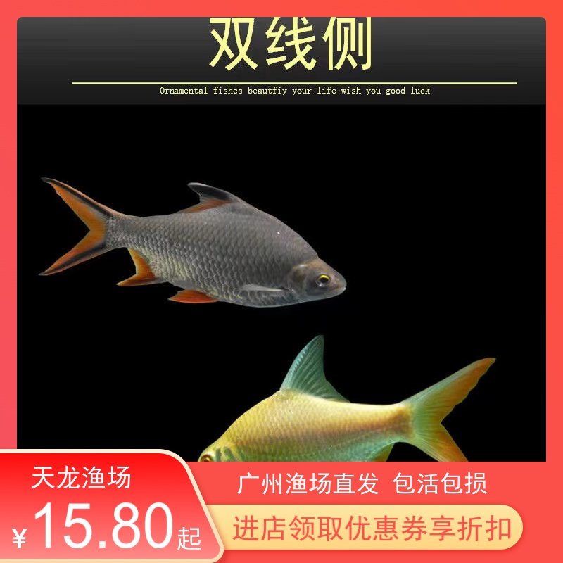 金凤银凤鱼短身泰国鲫双线鱼金银淡水金线银线直纹飞凤鱼花纹