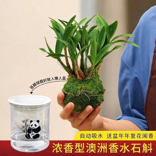 红芽香水石斛兰浓香水培绿植