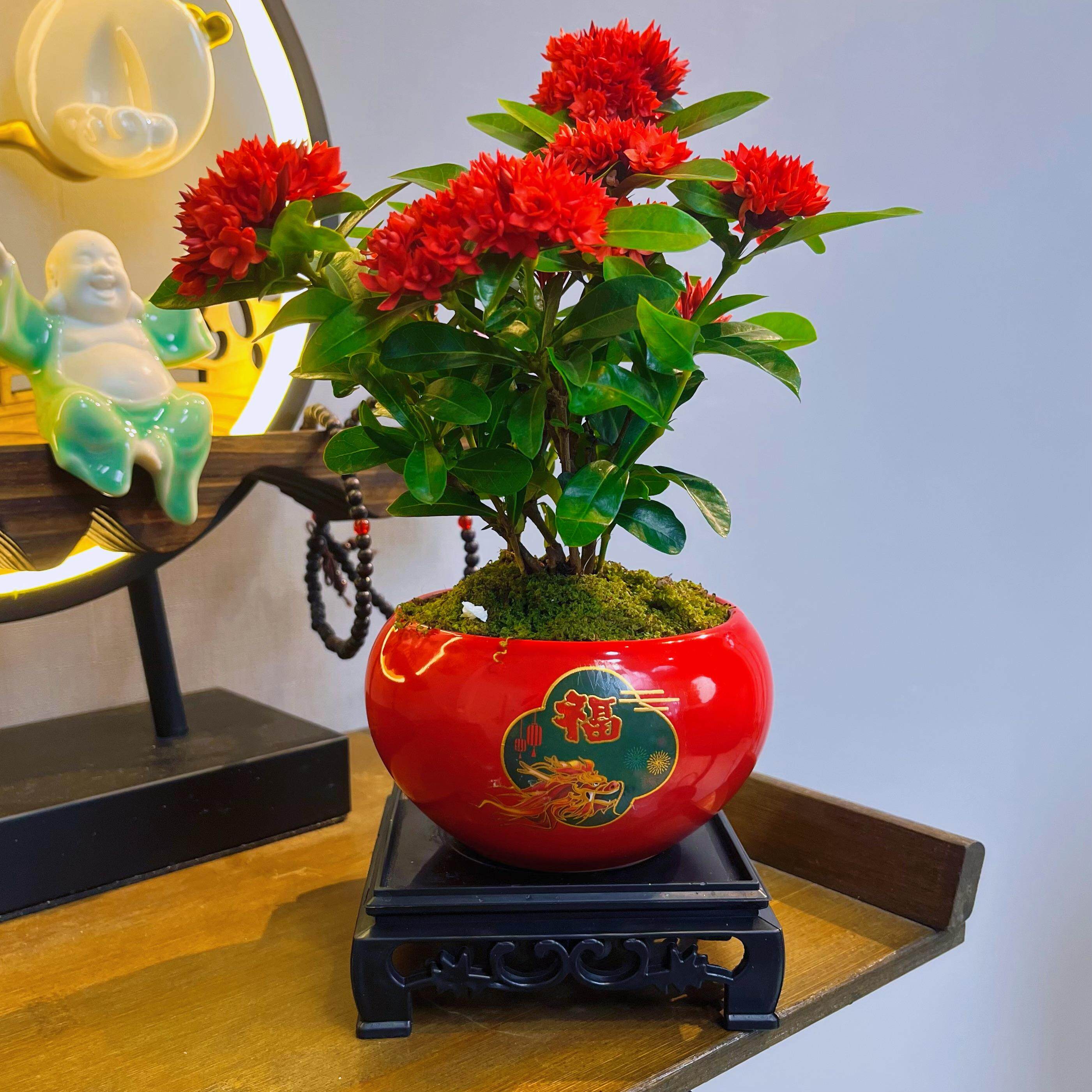 【带花带盆】海岛龙船年宵花花盆景素材客厅盆景室内好养四季开花