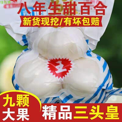 甘肃永靖刘家峡佳农源特产关山 兰州鲜百合小三头三斤 五斤包邮