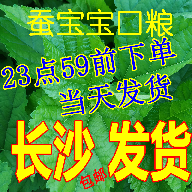 【今天加急发货】新鲜桑叶 大小蚁蚕食物 口粮 桑葚树叶 长沙本地 宠物/宠物食品及用品 蚕宝宝 原图主图