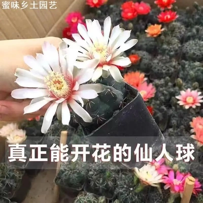 蜜味园艺仙人球四季开花好养美化空气阳台客厅办公室绿植盆栽花卉