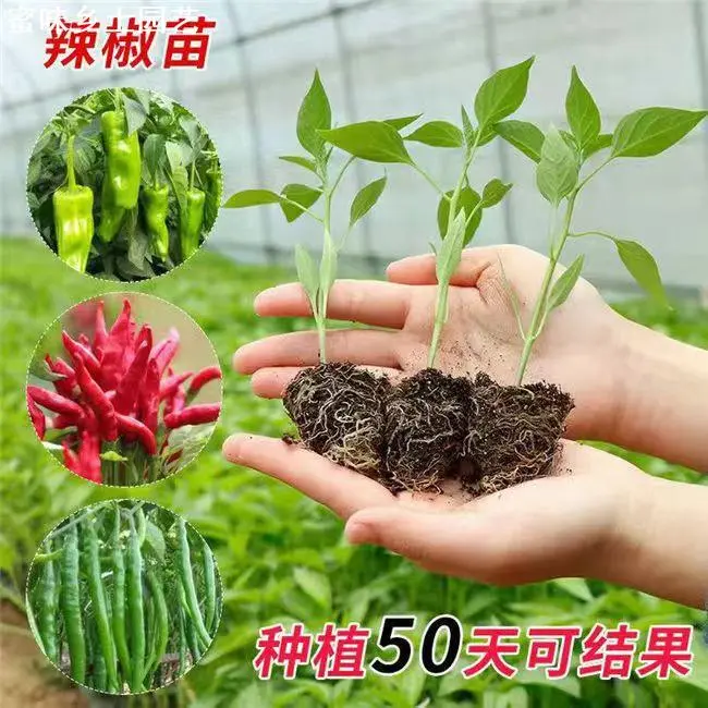蜜味园艺椒苗秧苗四季黄瓜苗高产盆栽小米椒种籽苗线椒荆条番茄苗