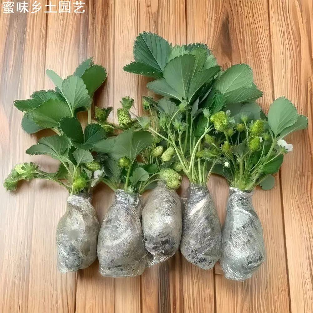 蜜味园艺四季奶油草莓苗盆栽家庭阳台种植地栽果树苗当年结果耐寒