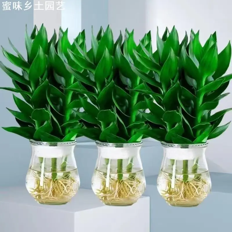 蜜味园艺贵竹水培花卉植物盆栽室内客厅带根转运竹水养绿植节节高