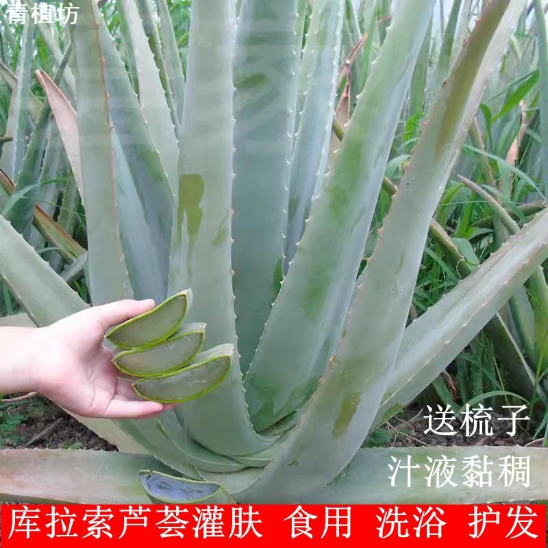青植坊芦荟盆栽可食美容专用