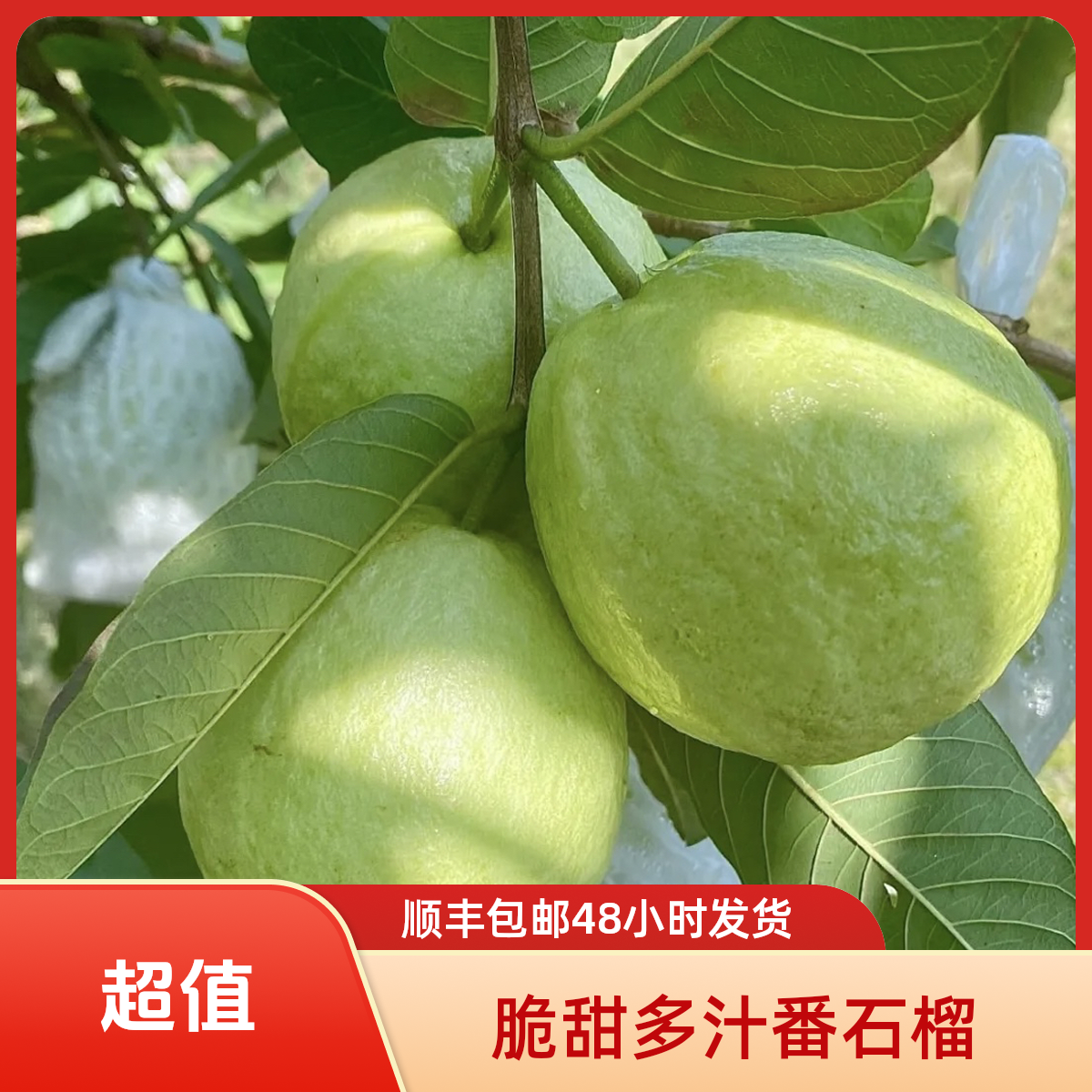 甜芭乐番石榴清甜珍珠桃白心老树南方特产芭乐应季新鲜水果